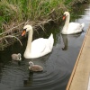 Swan family