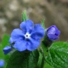 Green Alkanet