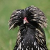 Bad hair day