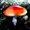 Fungi
