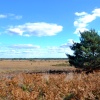 Holt Heath