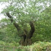 Druid's Oak