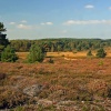 Arne in Dorset