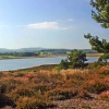 Arne in Dorset