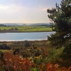 Arne in Dorset