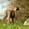 No Sasha, its not the distance to the car, its a sporting term!!