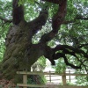 Old Chestnut Tree.