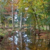 The New Forest