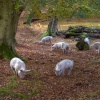 The New Forest