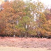 A forest full of colours