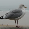 Giant Seagull?