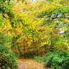 Woodland