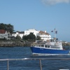 Dorset Belle