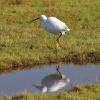 Little Egret