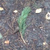 A twig