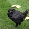 Tower of London Raven