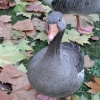 Gray Goose in St James Park