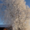 Natural Christmas tree