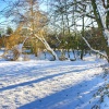 Wickersley woods