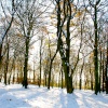 Wickersley woods South Yorkshire