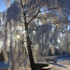 Frozen Tree - Stowepool, Lichfield