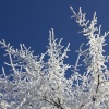 Frozen Branches