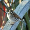 Reed Bunting.