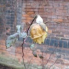''A rose in mourning...''