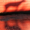 Shadow and Reflection