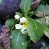 First signs of spring