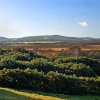 Arne RSPB Reserve.