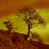 The tree