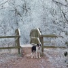 Hoar Frost at the Bridge