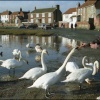 Bosham Swans