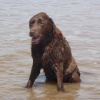 My dog in the sea at skegness