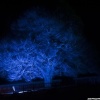 Blue tree of Rufford