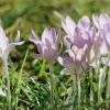 Meadow Crocus near Ullswater