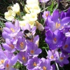 Spring!