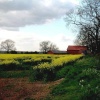 Rape seed field and red barn
