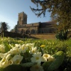 Primroses and St Mary's Church, Thenford, Northants