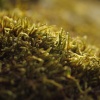 Moss, St Peter & St Paul Church, Cosgrove, Northants
