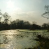 Bookham Common Pond
