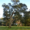 Cork Tree