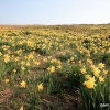 Daffodils on the Downs