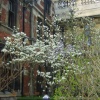 Pembroke College Gardens