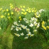 Peterhouse College Gardens