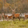 Stag and deer