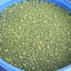 Green Algae