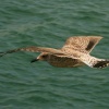 Gull