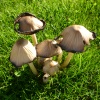 Toadstools